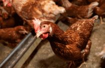 Frango de granja x frango caipira- mitos e verdades 2