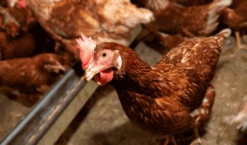 Frango de granja x frango caipira- mitos e verdades 2