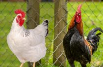 Frango de granja x frango caipira- mitos e verdades