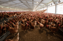 Frango de granja x frango caipira- mitos e verdades 2