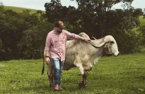 JORGE SAB- Gir padrao - Gir avança em programa de melhoramento para produção de carne de qualidade