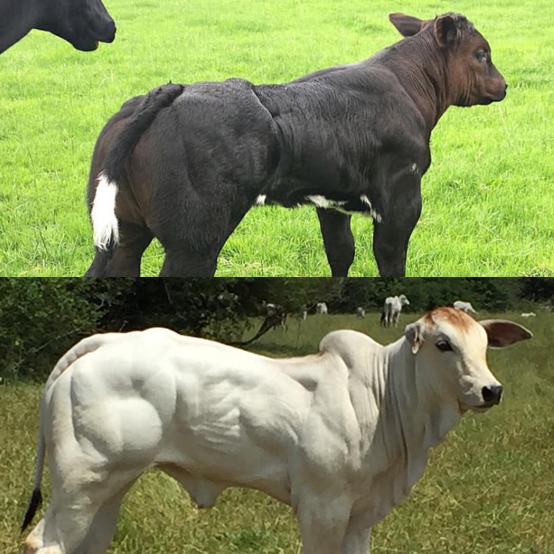 O Preto é o Belgian Blue!
O Branco é o Nelore Myo!