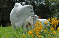 Nelore - matriz JPN FIV Eva