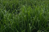 Nova brachiaria promete ser a terceira revolução das pastagens no Brasil