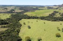 Nova granja de avós será construída com investimento de R$ 250 milhões