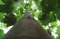 O pau-de-balsa é também uma alternativa para a recuperação de áreas degradadas nos próprios garimpos - Foto Maurel Behling