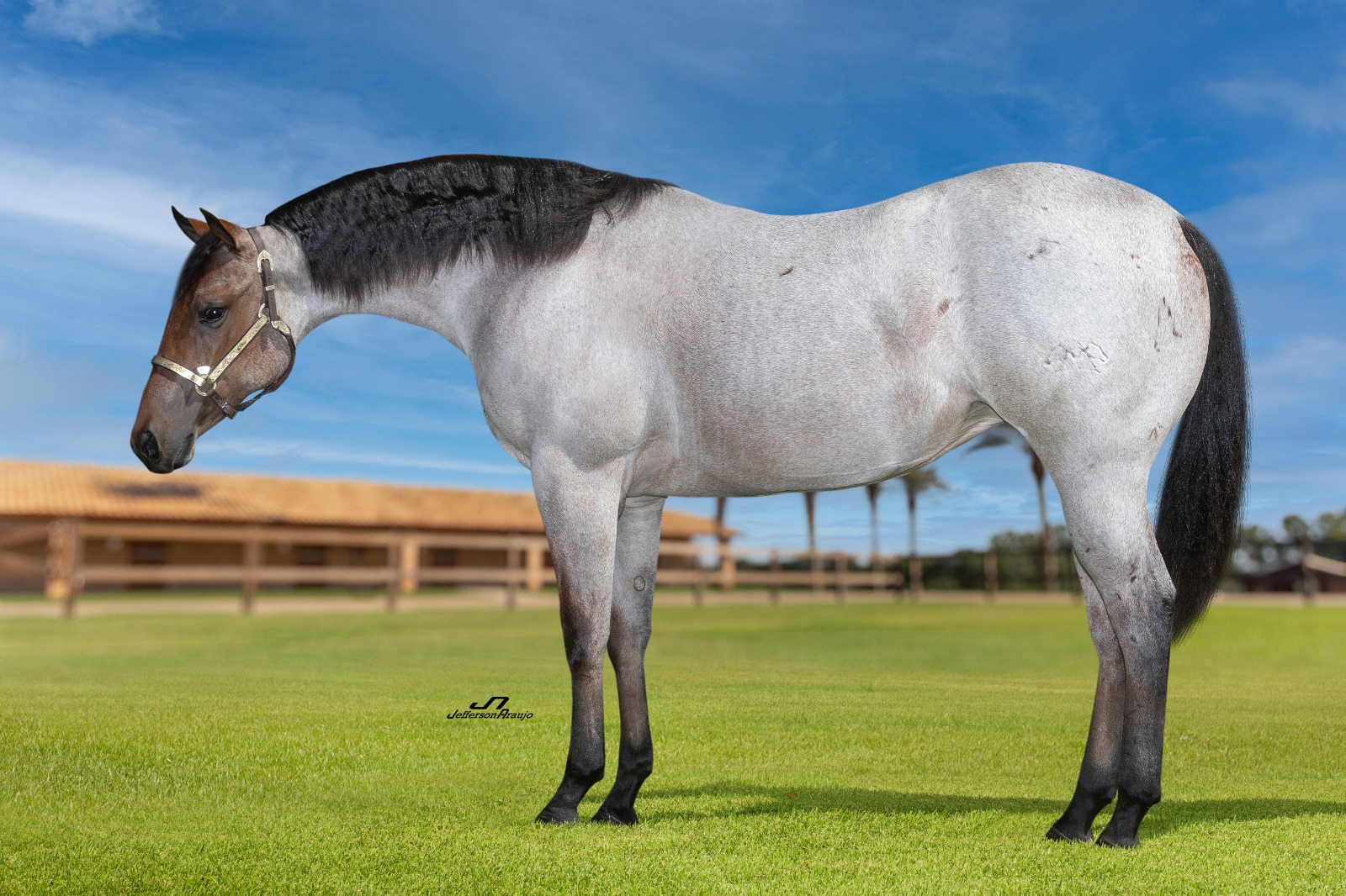 Nossa Homenagem ao Dia do Cavalo - Agnaldo Agostinho 