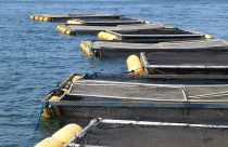 Pesquisa melhora desempenho da produção de tambaqui em tanques-rede
