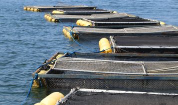 Pesquisa melhora desempenho da produção de tambaqui em tanques-rede