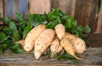 Pesquisadores brasileiros dobram vitamina contida em variedade de batata-doce