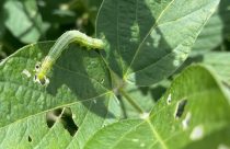 Rachiplusia nu 1