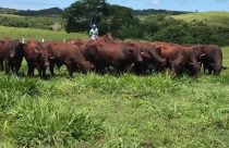 Santa Gertrudis, presente há 70 anos no Brasil, demonstra resultados importantes em programas de avaliação genética