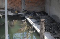 Criador é devorado por 40 crocodilos em fazenda