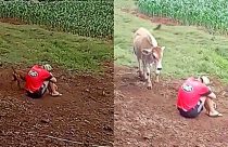 Jovem finge estar triste para ver reação do seu gado; Veja o resultado!