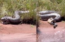 Sucuri arrependida de engolir 'parceiro' faz gesto inédito