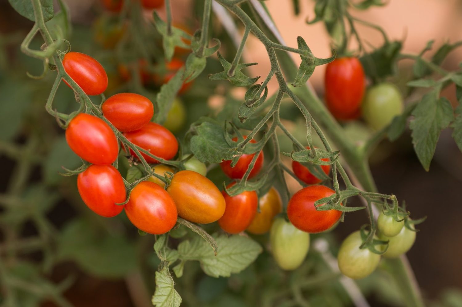 Tomate-cereja