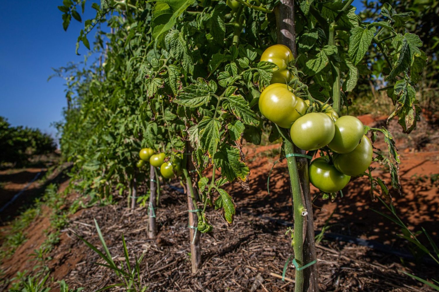 Tomates verdes. Orgânicos