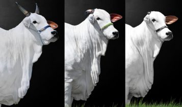Trio de matrizes Nelore produzem mais de R$ 13 milhões durante a Expozebu 2023