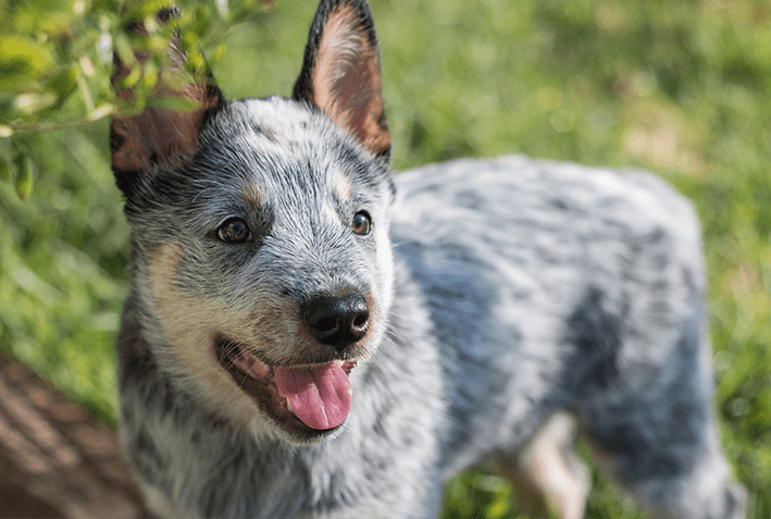 Blue Heeler na lida do gado