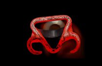 caranguejo abcz - simbolo registro de zebu no brasil