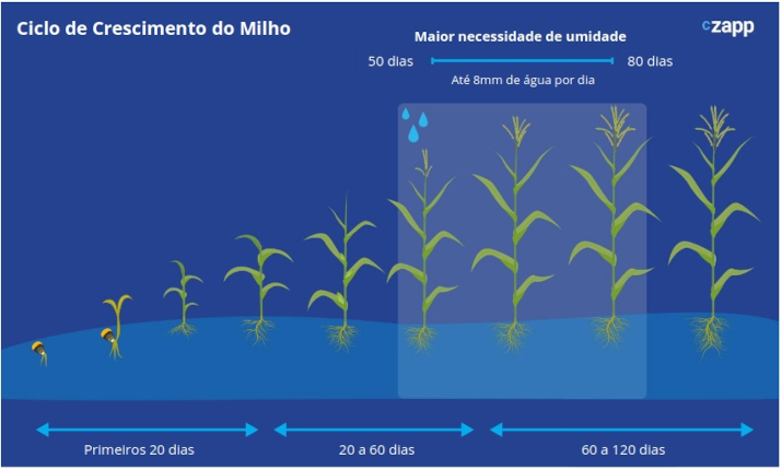 ciclo de crescimento do milho brasileiro