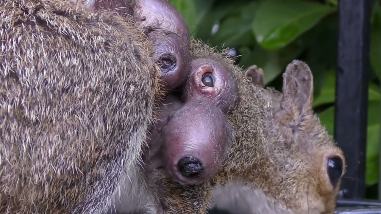 Animal com bernes mostra trabalho de remoção por veterinários; vídeo —  CompreRural