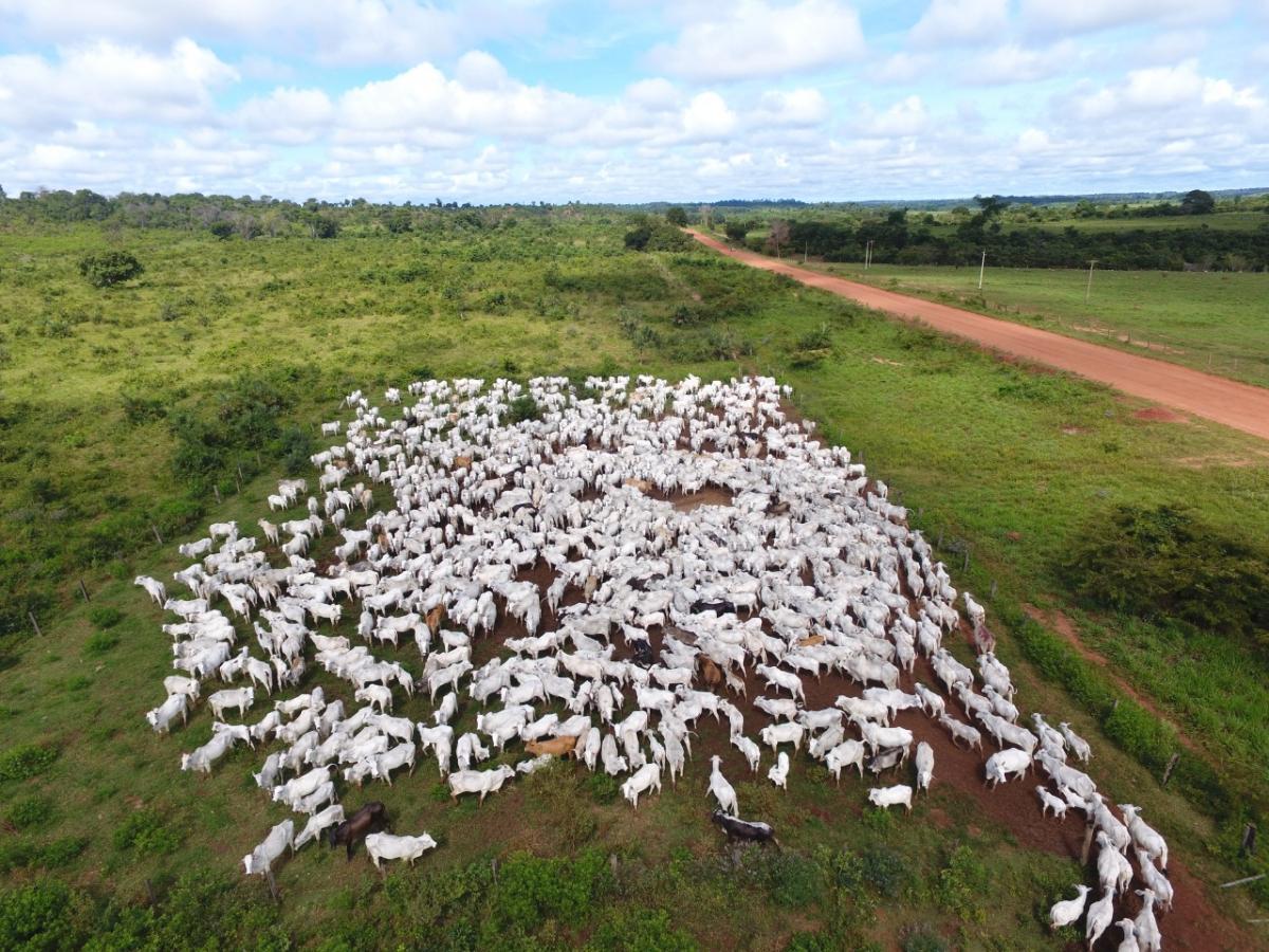 Fazenda da antiga Boi Gordo vai a leilão por mais de R$ 88 milhões