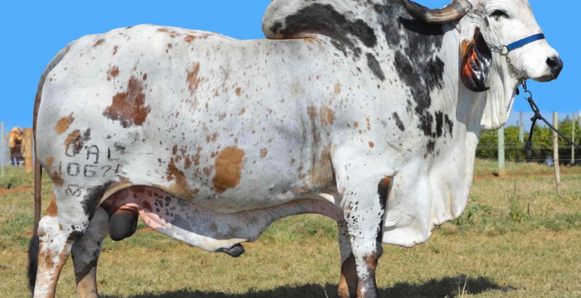 Bovinos taurinos e zebuínos