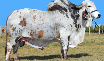 Bovinos taurinos e zebuínos