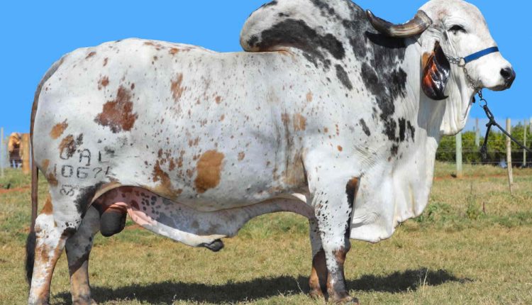 Bovinos taurinos e zebuínos