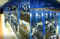 Homens furtam gado holandês em fazenda do Sul de MG