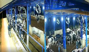 Homens furtam gado holandês em fazenda do Sul de MG