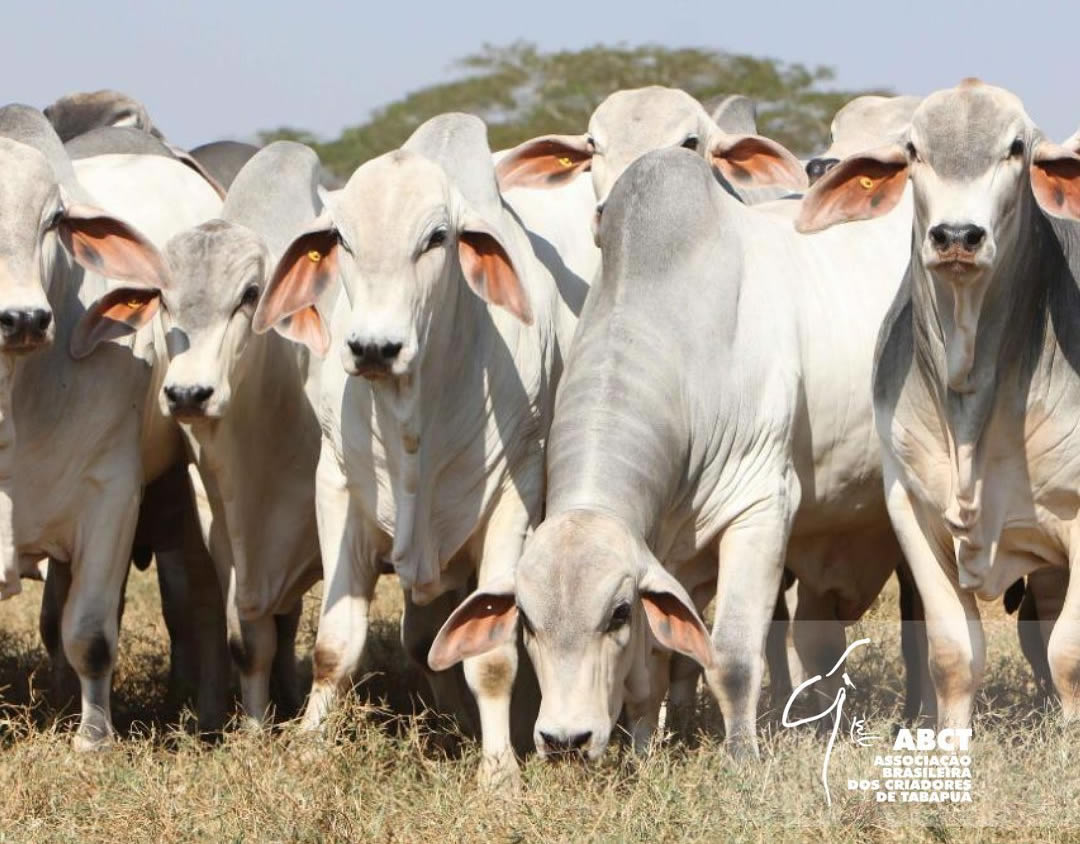 Alcançando 450 kg na fase de terminação do gado: Estratégias para aumento de peso