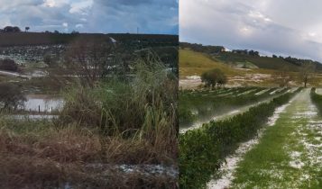 granizo em cafezais no sul de minas