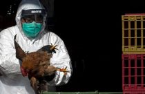 EUA registram primeiro caso grave de gripe aviária H5N1 em humano