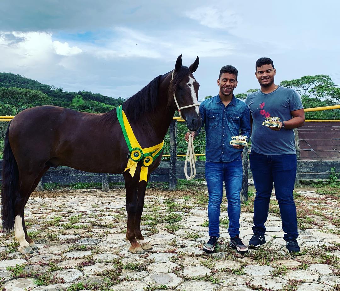 jogador marcos rocha - mangalarga marchador