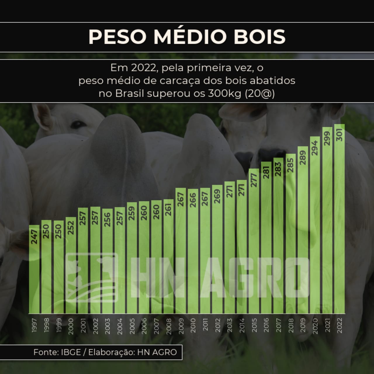 pela primeira vez, o peso médio de carcaça dos bois abatidos no Brasil superou os 300kg