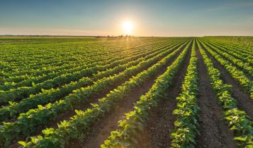 soja no Mato Grosso do Sul