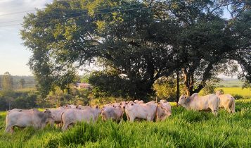 pmx_artigo-microminerais-lauriston-mai-23