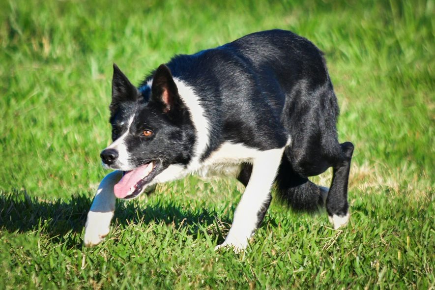 raca de caes border collie -