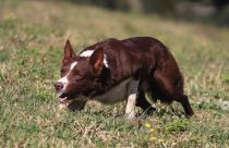 raca de caes border collie