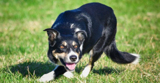 raca de caes border collie -