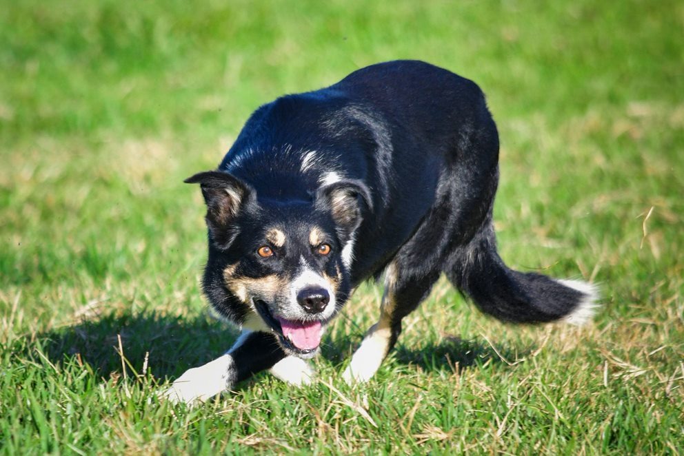 raca de caes border collie -