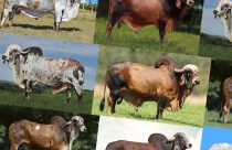top 10 melhores touros gir leiteiro da atualidade