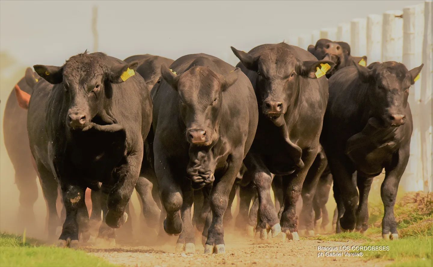 tourama touros Brangus de LOS CORDOBESES