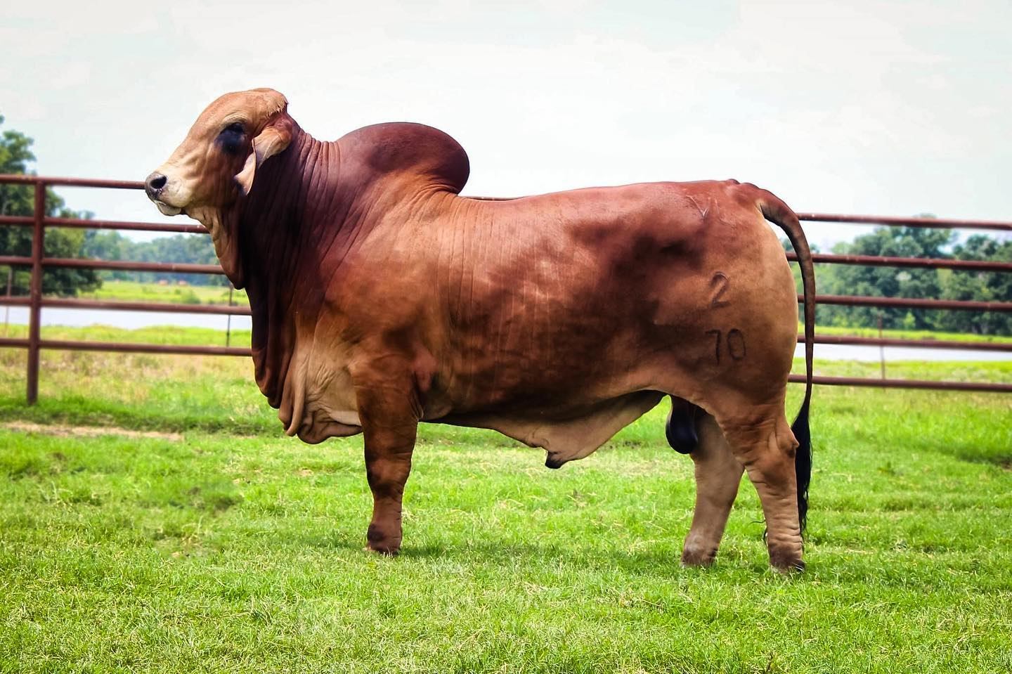 touro da raca red brahman VL Rojo Designer