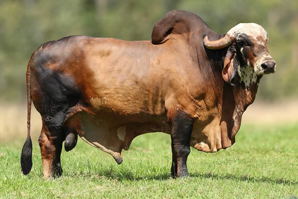 touro gir leiteiro - Neymar FIV de Bras