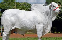 touro nelore Ford FIV Camparino