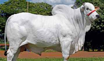 touro nelore Ford FIV Camparino