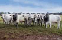touros da agromaza leilao - tourama